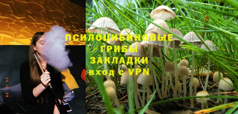 Галлюциногенные грибы Cubensis  Котовск 